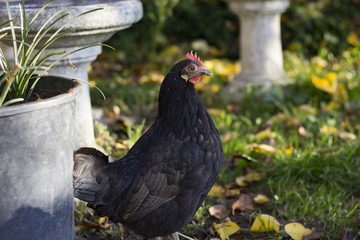 Rooster in the Garden