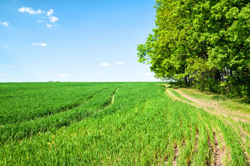 Country road in a field