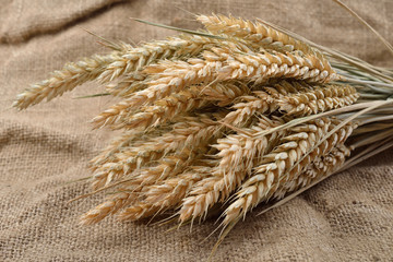Wheat spikes on grain on rustic jute fabric with copy space. Canvas background. Rural scene