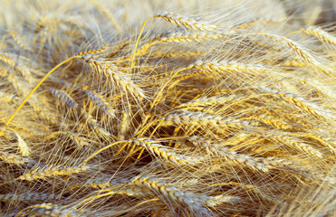 Ripe golden wheat ears in the field before harvest.