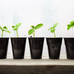 Green sprouts in plastic cups on wooden table. Small green plants.