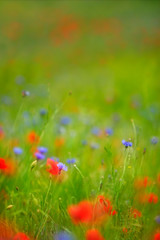 Obraz na płótnie Canvas Wildflower Meadow full of Poppies and Cornflowers, selective focus