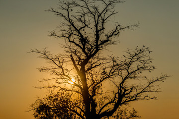Obraz premium silhouette of tropical sunset with trees, Thailand