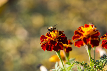 Bee on a Marigold Flower
