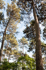 Large pine trees seen from below 