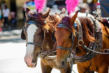 Obraz premium Two tourist carridge horses on Swanston Street in Melbourne, Australia
