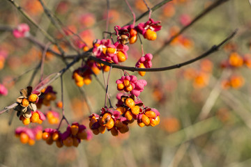 Euonymus europaeus