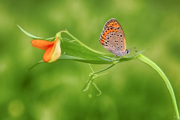 Butterfly - Stock Image