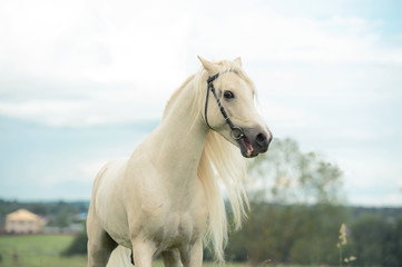 Obraz na płótnie Canvas beautiful cream pony stallion in meadow