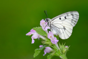 Butterfly - Stock Image