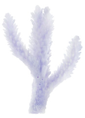 isolated part of blue coral branch