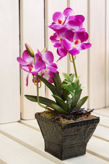 декоративная орхидея в горшке