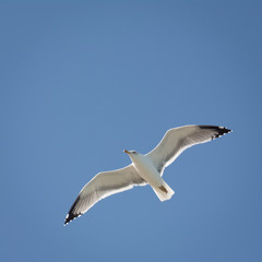 Close up of flying seagull 
