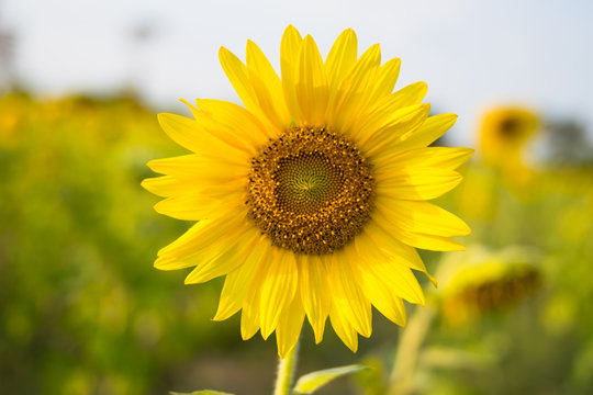 closeup sunflower