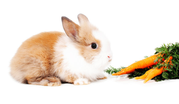 rabbit and carrots