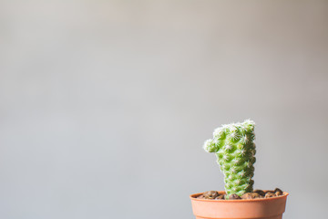 Little beautiful cactus  wood background , hipster tone