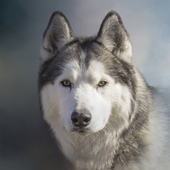 Siberian Husky portrait