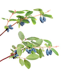 green branches with honeysuckle berries on white