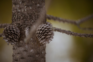 A beautiful pine cone in a natural habitat