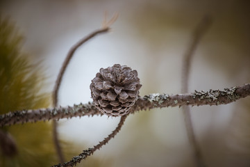A beautiful pine cone in a natural habitat