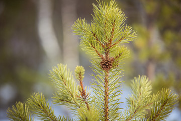A beautiful pine cone in a natural habitat