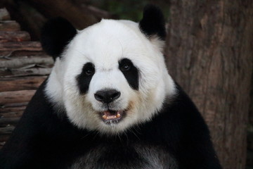 Panda in Chiangmai zoo,Thailand.Her name is Lin Hui.She is a very beautiful panda.