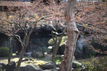 Old cherry with fallen flowers on the shore of a pond in a park in Tokyo, Japan.