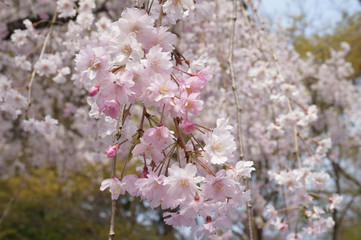 枝垂桜