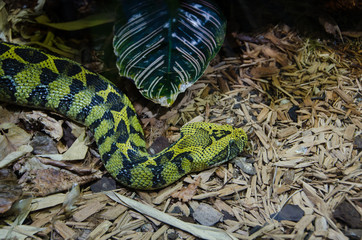 Obraz premium one green and very poisen snake