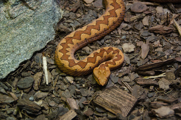 one braun and very poisen snake