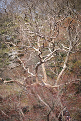 Dense thickets of trees and bushes in the park in early spring.