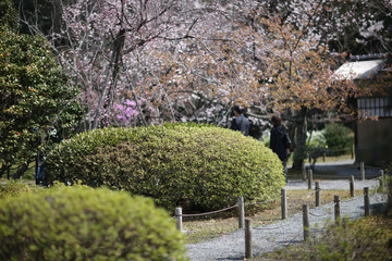 Park Corner with cherry blossom and ornamental shrubs. Tokyo, Japan.