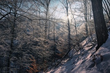 Winter Forest Scene with frozen Tree Branches