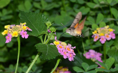 butterfly on flowers