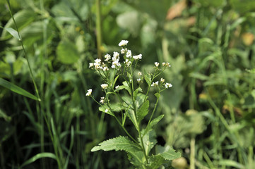 セイヨウワサビの花