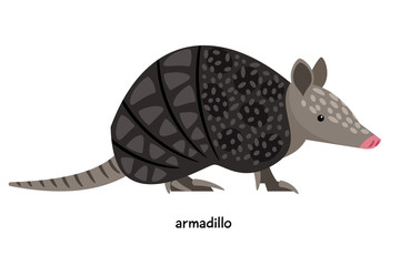 Armadillo - unique animal in the shell