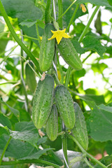 Hanging cucumbers in a greenhouse