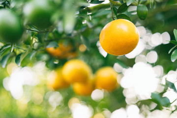 fresh orange on tree