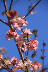 Spring Blooms