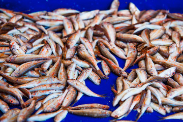 Fresh fish for sale on fish market. Red mullets. Mullus barbatus