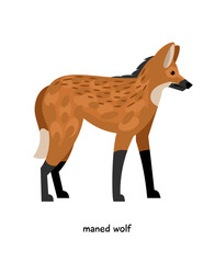 Maned wolf - predatory mammal with long legs © ianakauri