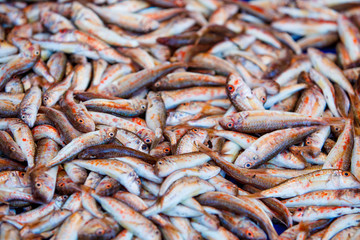 Fresh fish. Mullus fish