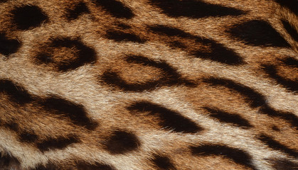 leopard background