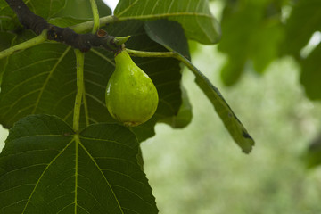 Fig tree, Lucca, Tuscany ,  Italy