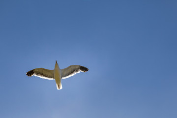 seagull flying under blue sky