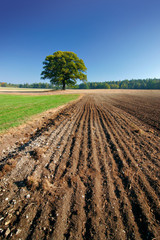 Frisch gepflügtes Feld, hinten eine einzelne Eiche, Herbst
