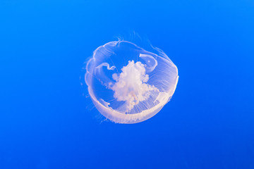 Obraz na płótnie Canvas jelly fish in the blue sea