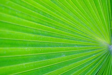 Obraz premium Palm green leaves