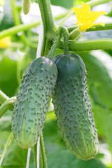 Hanging cucumbers in a greenhouse