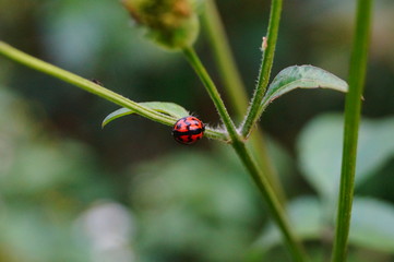 The beetle crawls on the foliage of the plant